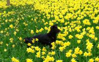 Dog in The Daffodills [By.Cor][1440x900]